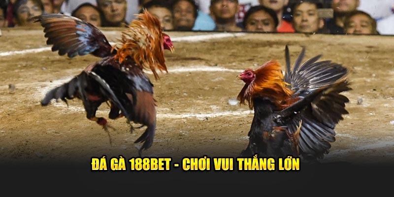 Đá gà 188bet - Chơi vui thắng lớn